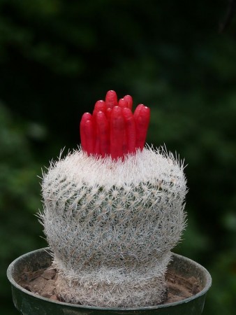 Epithelantha micromeris